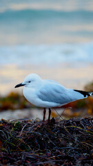 Seagull on the beach