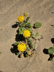 Yellow flower in sand