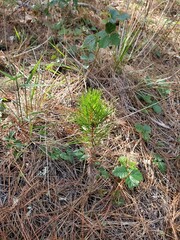 green moss on the ground