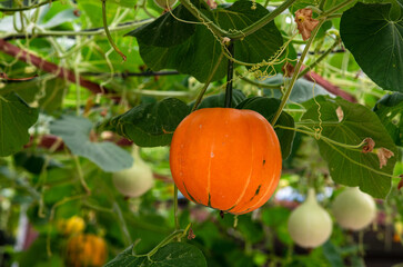 The pumpkins are ripe on the shelf