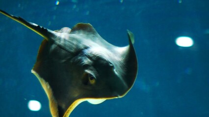 サンピアザ水族館の人気者アカエイ © kat334