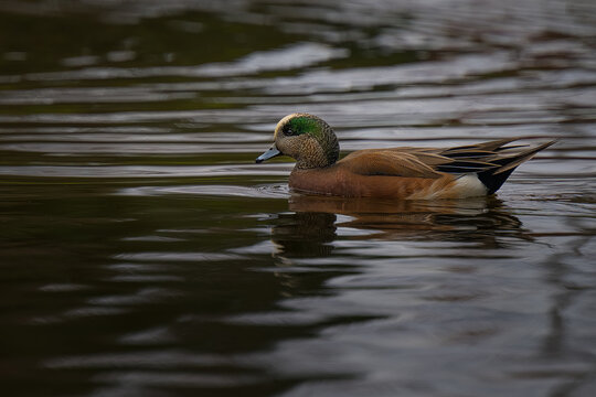 2022-07-22 PROFILE PHOTOGRAPH OF A MATURE AMERICAN WIGEON DUCK FLOATING IN A LAKE WTH A REFLECTION IN THE WATER IN MEDINA WASHINGTON