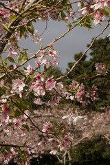 cherry blossom cloudy sky from below
