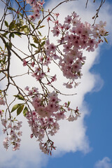 cherry blossom blue sky from below