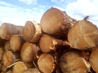 
Pile of wood,
Many stacked wooden logs and
trunks