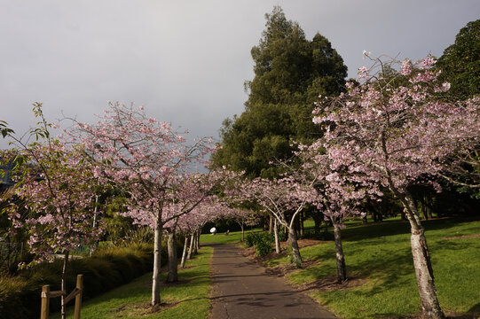 cherry blossom cloudy sky from below