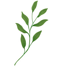 Hand drawn Green leaf and leaves illustrative