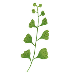 Naklejka premium Hand drawn Green leaf and leaves illustrative