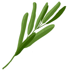 Hand drawn Green leaf and leaves illustrative