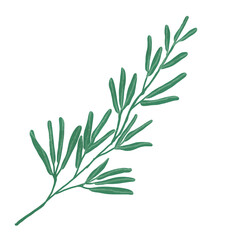 Hand drawn Green leaf and leaves illustrative