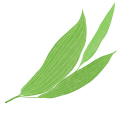 Hand drawn Green leaf and leaves illustrative