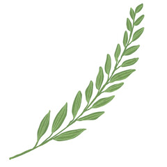 Hand drawn Green leaf and leaves illustrative