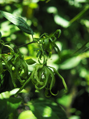 verigated plants decorate garden and home 