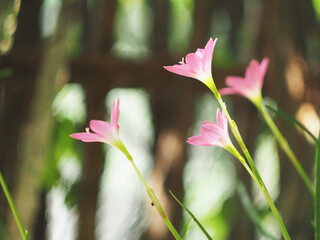 morning pink rain lily with shiny sunlight 
