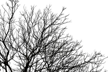 Black branches tree on the white background