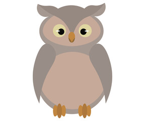 animal wild night bird owl