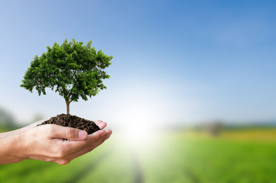 Earth day concept. Close up image of hand holding big trees growing on soil over garden and sky background. Planting trees will help reduce global warming, reduce pollution.