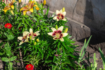 A flowerbed of yellow lilies with bugundy centers on the background of the house