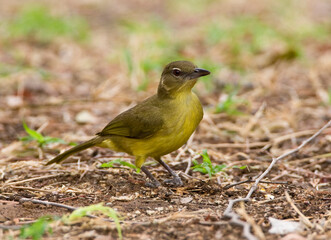Geelborst-buulbuul, Yellow-bellied Greenbul, Chlorocichla flaviventris