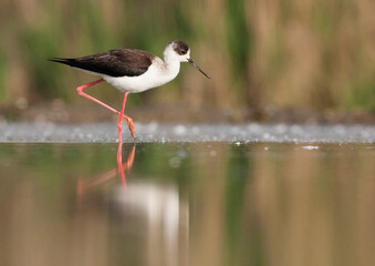 Steltkluut, Black-winged Stilt, Himantopus himantopus