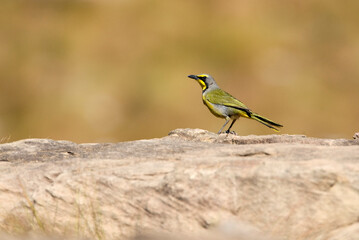 Bokmakierie-klauwier, Bokmakierie, Telophorus zeylonus