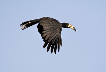 Bonte Tok, African Pied Hornbill, Tockus fasciatus