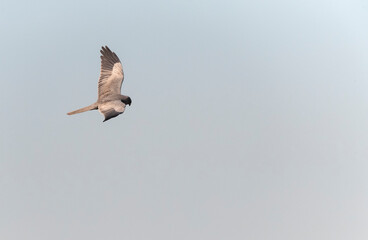 Montagu's Harrier, Circus pygargus