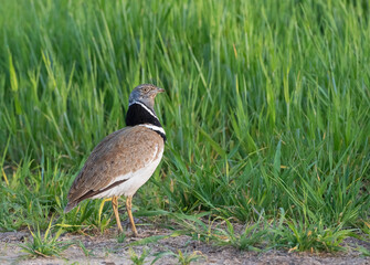 Little Bustard, Tetrax tetrax