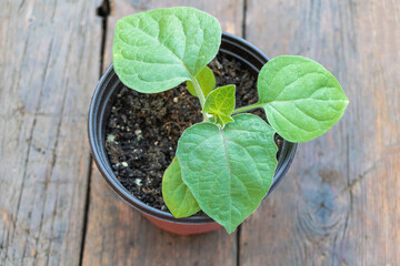 Close up shot of a physalis plant in the pot growing