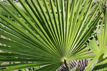 a green leaf from a palm tree