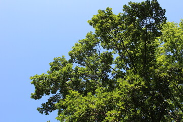 tree branches against the sky