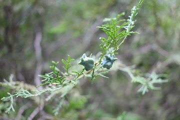 a beautiful branch of a bush with cones