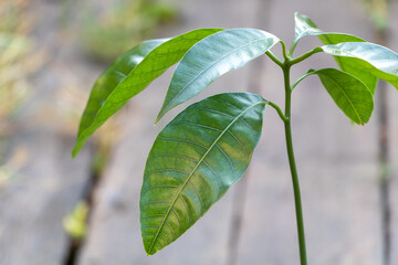 Selective focus shot of a mango tree close up with new fresh leaves growing in container. Concept for growing mango at home
