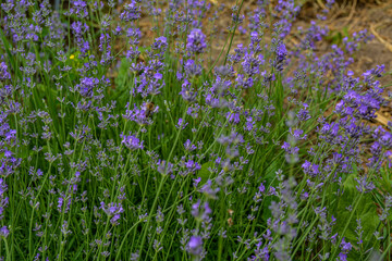 Fototapeta premium Blooming lavender in a field at sunset.