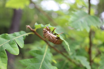 a large beetle sits on a green leaf of an oak tree