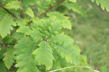 a green leaf of an oak tree in a summer park