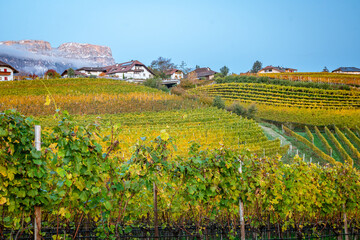 Weinanbau in Südtirol