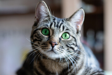 Naklejka na ściany i meble A gray striped cat looks into the camera. funny cat