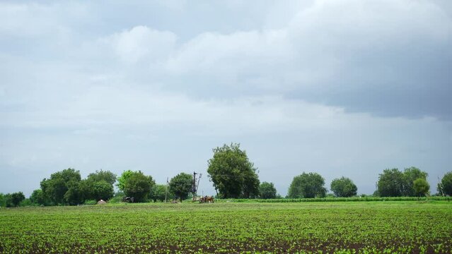 Green agriculture field in india.