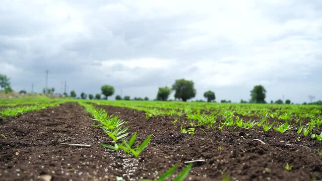 Green agriculture field in india.