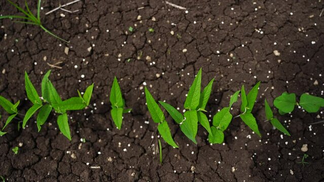 Green agriculture field in india.