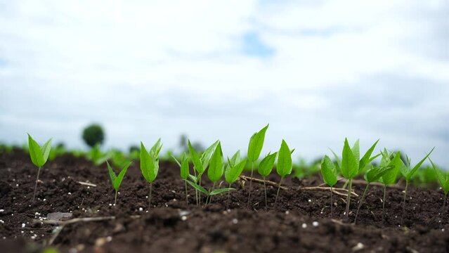 Green agriculture field in india.