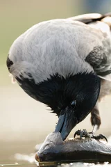 Rollo Bonte Kraai, Hooded Crow, Corvus cornix © Marc