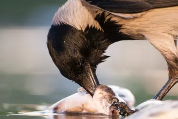 Tragetasche Bonte Kraai, Hooded Crow, Corvus cornix © Marc