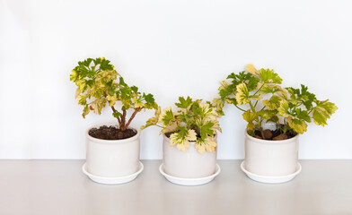 Three white ceramic pots with variegated geranium home flowers on a white background. Growing, breeding and caring for houseplants as a hobby. Creating comfort at home