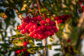 Rote Beeren am Baum