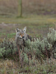 coyote in the sage