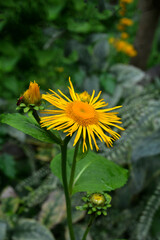 yellow flowers of Telekia speciosa blooming in summer.