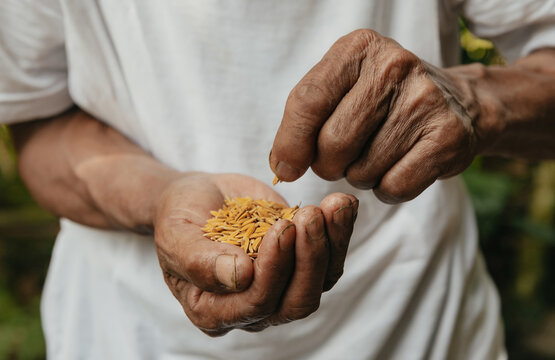  Seed on hand,Seeding,Seedling,Agriculture. rice seed