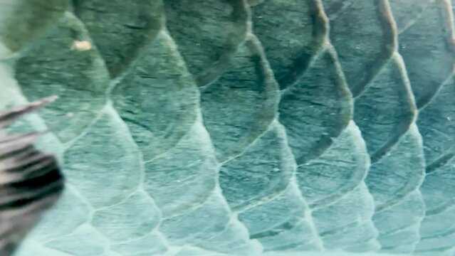 The big Arapaima gigas are swimming. Has a beautiful pattern Black scales alternating red